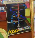 Stem- mô hình ADN.jpg - 